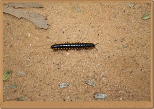 Living in Peace with Nature