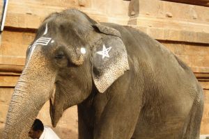 Lord Ganesha himself, inside the temple