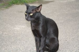 Black Cat on Jew Street