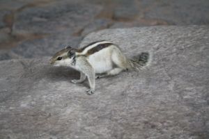 This one's playing around inside... :)