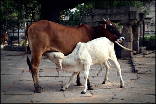 Calf feeding from her mother near the Virupaksha 