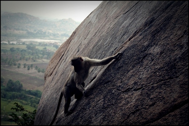 Monkey climbing down Anjaneya