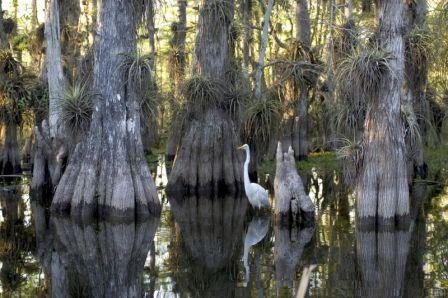 800px-Everglades_National_Park_cypress