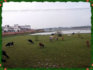 Meadows Enroute Chidambaram