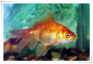 Another Gold Fish