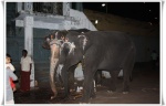 Elephants in Kamakshi Temple