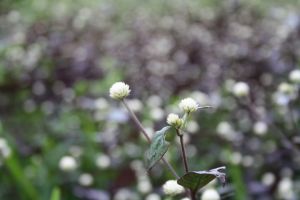 A close view of Nature's Beauty
