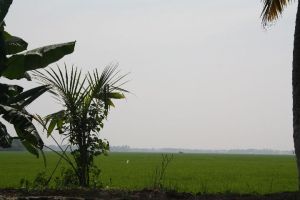 Paddy Fields