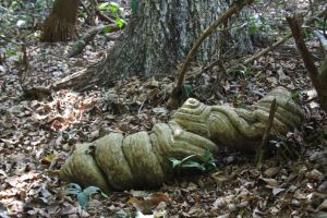 Inside Cotiago Wildlife Sanctuary
