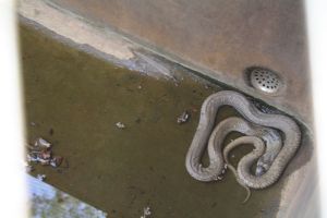 Serpentine... Serpentine...