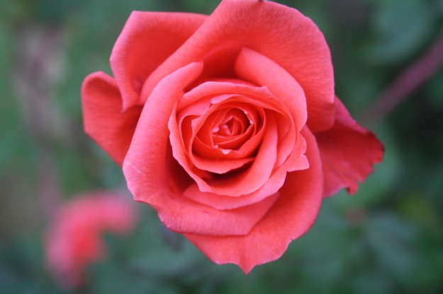 Beautiful Rose at the Gurdum camp