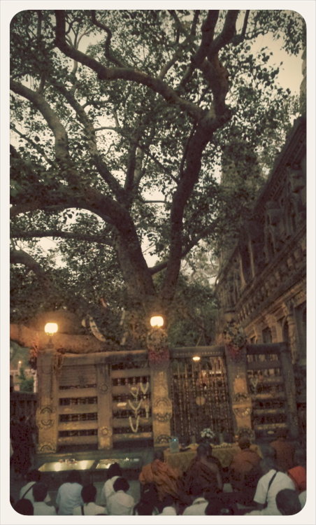 The Bodhi Tree