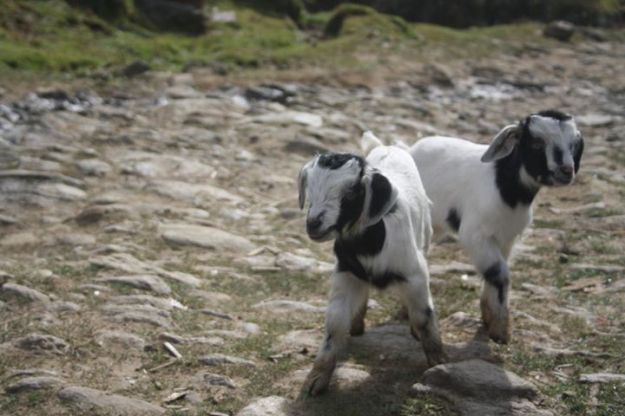 Kalapokhri, West Bengal, Kanchenjunga, Sikkim, Darjeeling, Nepal, Himalayas