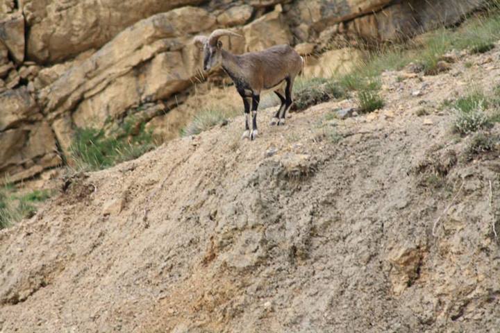A mountain deer on our way to Kibber