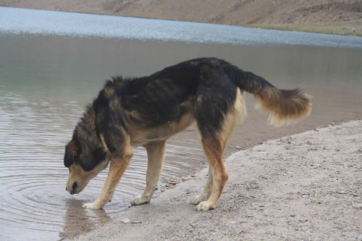 1234603_10151862947970152_988427250_n