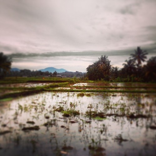 Ubud Paddy Field