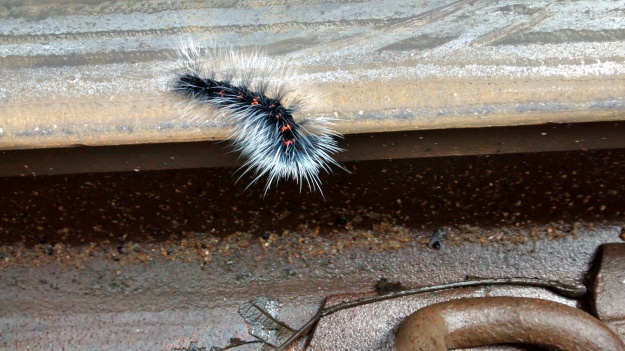 A wild centipide in action