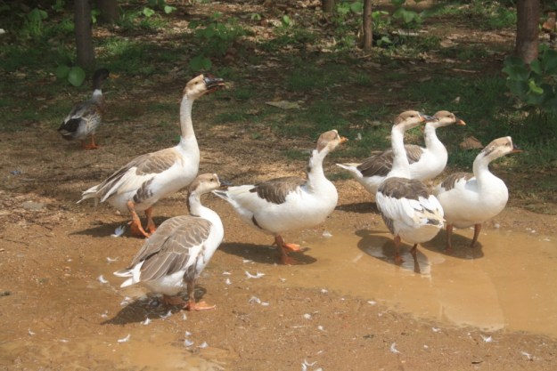 Ducks, Pench WelcomHeritage
