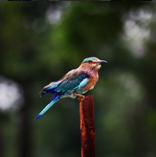 Indian Roller