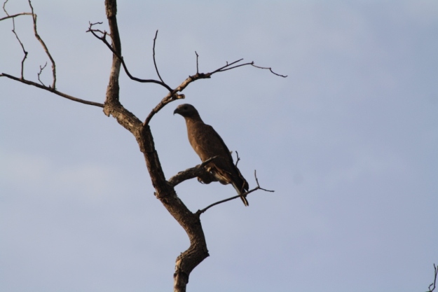 Oriental Honey Buzzard