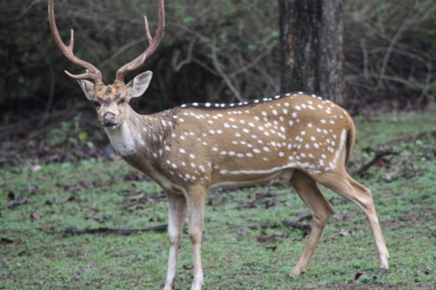 Spotted Deer