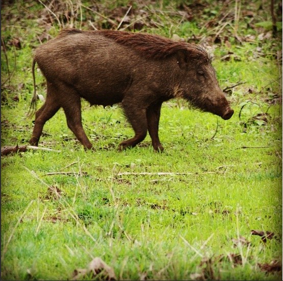 Wild Hog