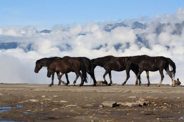 Rohtang Pass, Manali, Horses