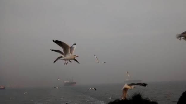 Birds accompanying you on the ferry1