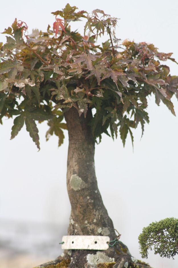 Bonsai Tree on Terrace