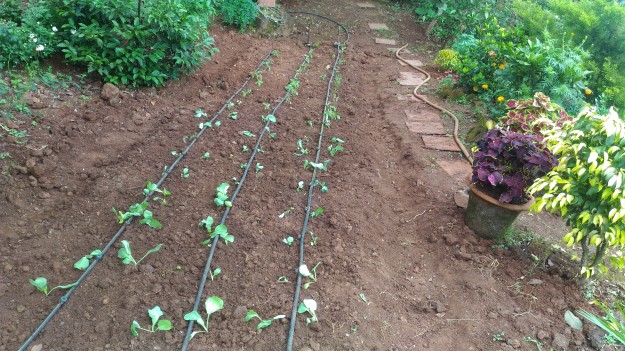 farm-planted-at-saffron-stays-verandah-by-the-valley